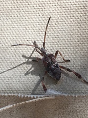Leptoglossus occidentalis
