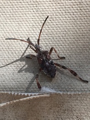 Leptoglossus occidentalis