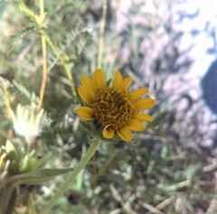 Simsia foetida