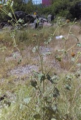 Simsia foetida