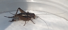 Allonemobius socius