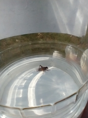 Allonemobius socius