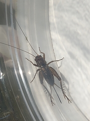 Allonemobius socius