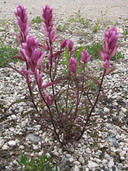 Castilleja raupii