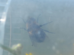 Cephenemyia