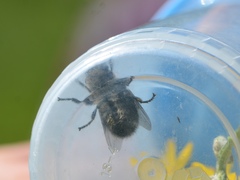 Cephenemyia