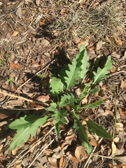 Engelmannia peristenia