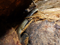 Elgaria coerulea palmeri