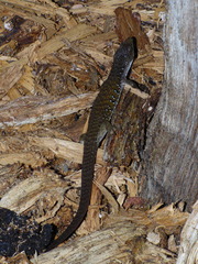 Elgaria coerulea palmeri