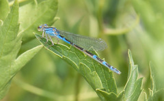 Enallagma annexum
