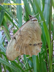 Morpho polyphemus