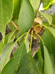 Prunus serrulata