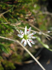 Stellaria longipes