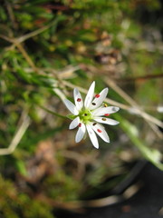 Stellaria longipes