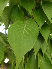 Prunus serrulata