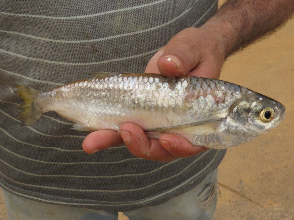 Elongate hatchetfish (Triportheus elongatus) — Triportheidae