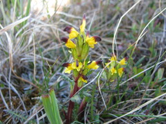 Pedicularis flammea
