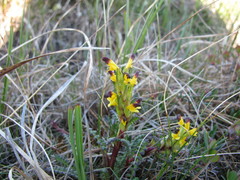Pedicularis flammea