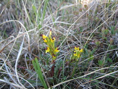 Pedicularis flammea