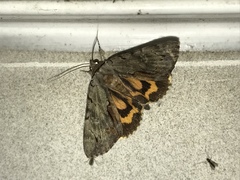 Catocala grynea