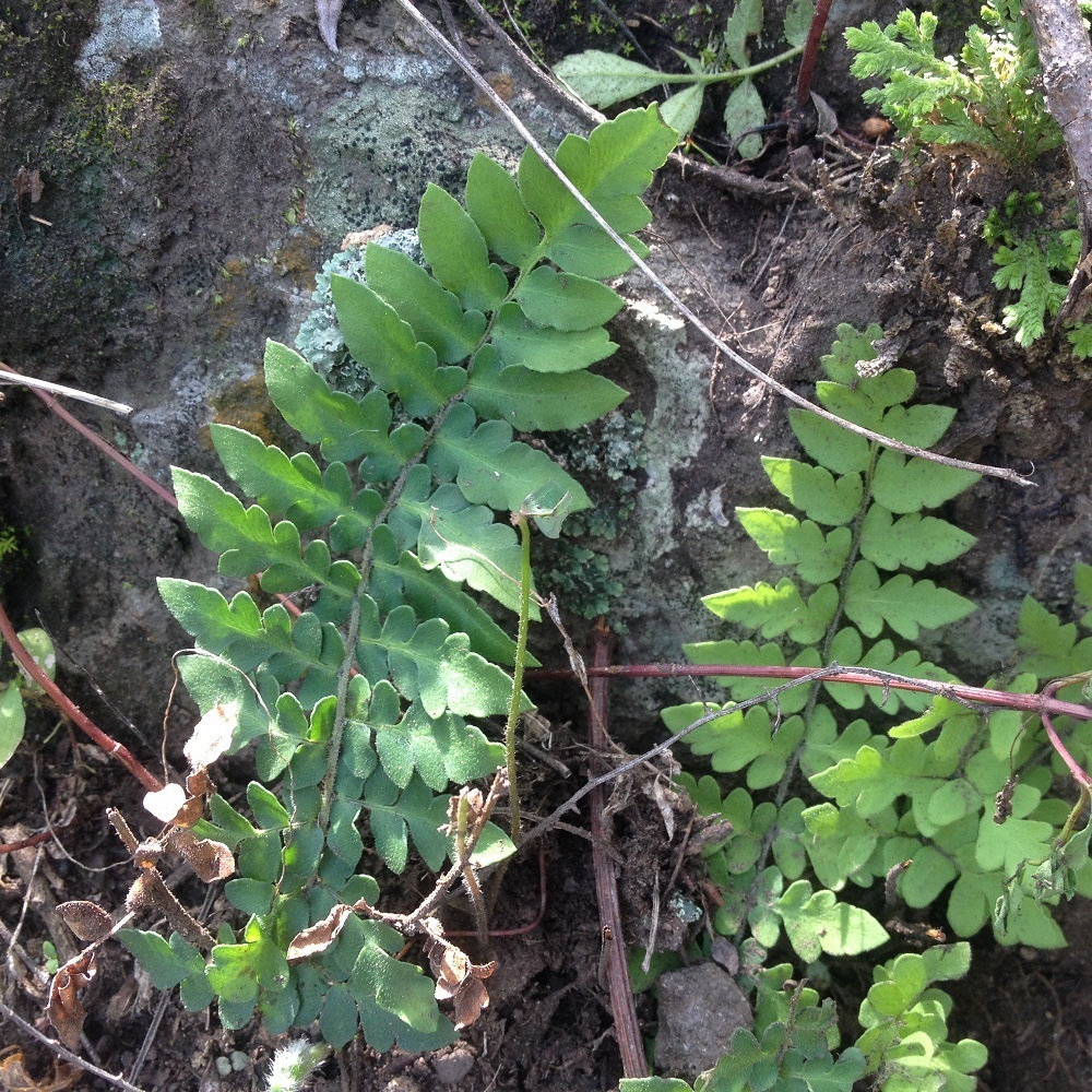 Cheilanthes lozanoi