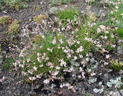 Silene linearifolia