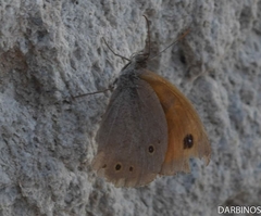 Maniola halicarnassus