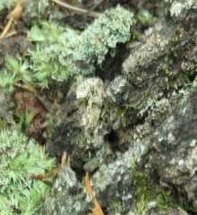 Protodeltote muscosula