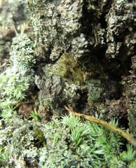 Protodeltote muscosula