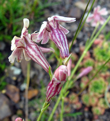 Silene linearifolia
