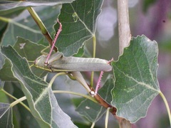 Schistocerca alutacea
