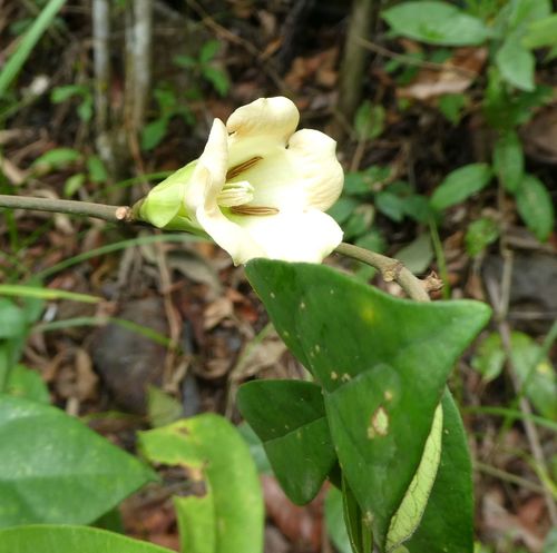 Sherbournia calycina