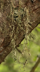 Ramalina leptocarpha