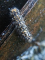Eilema depressa