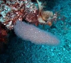 Aplidium conicum