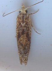 Eucosma ochrocephala
