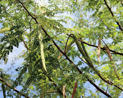 Moringa