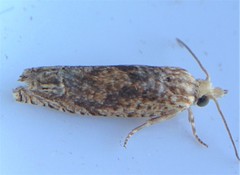 Eucosma ochrocephala