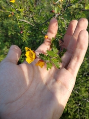 Chamaecrista greggii