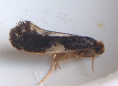 Monopis spilotella