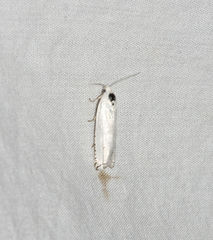 Hystrichophora vestaliana
