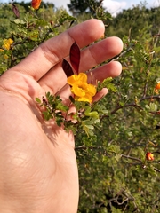 Chamaecrista greggii