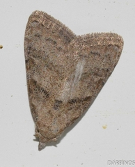Nola harouni