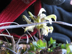 Pedicularis lapponica