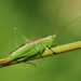 Short-winged Conehead - Photo (c) Gilles San Martin, some rights reserved (CC BY-SA)