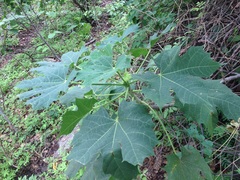 Cnidoscolus rostratus