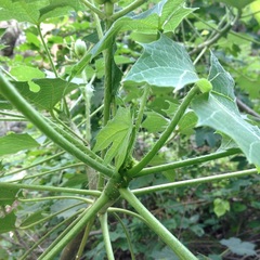 Cnidoscolus rostratus