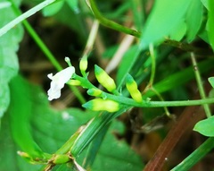 Ceratocapnos claviculata