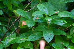 Lonicera involucrata