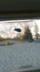 Polleniidae